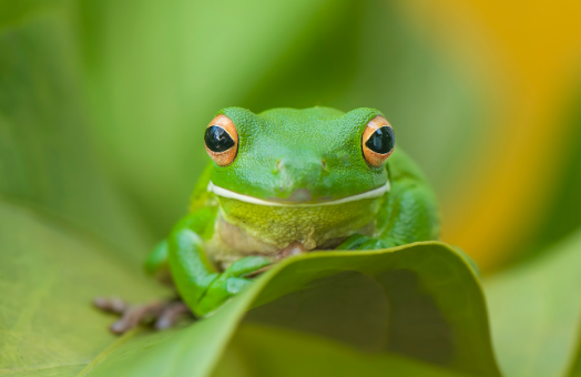Catering for exotic pets in your product mix: amphibians